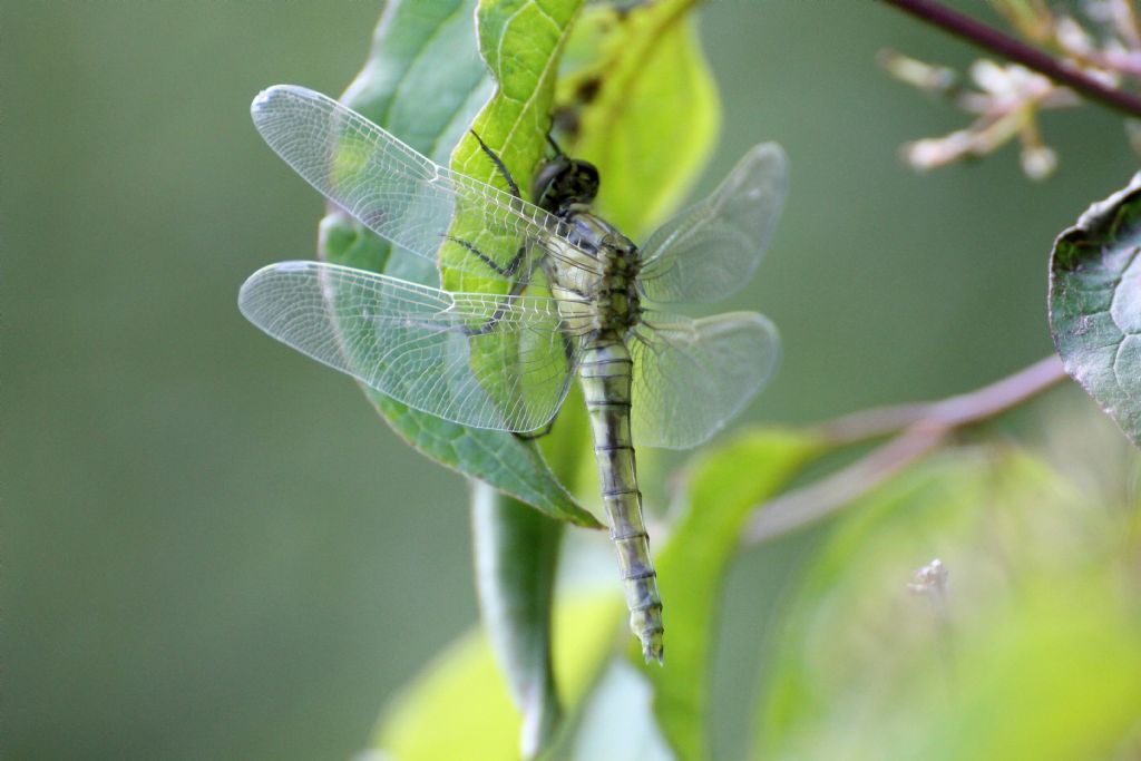 Libellula........?